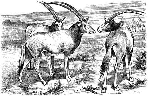 Gemsbok Prints: Arabian Oryx (Oryx leucoryx)
