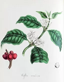 Images Dated 22nd March 2018: Arabica coffee (Coffea arabica), from Plantae Utiliores or Illustrations of useful plants