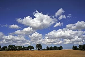 Images Dated 24th August 2013: Arable field and a row of trees with cumulus clouds, Othenstorf, Mecklenburg-Western Pomerania