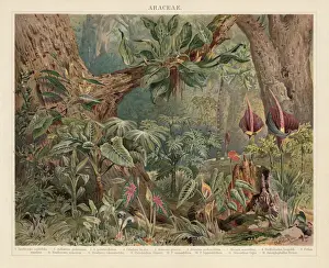 Araceae, monocotyledonous flowering plants in the tropics, lithograph, published 1897