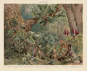 Images Dated 28th February 2018: Araceae, monocotyledonous flowering plants in the tropics, lithograph, published 1897