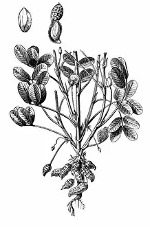 Book Collection: Arachis hypogaea, the peanut or groundnu