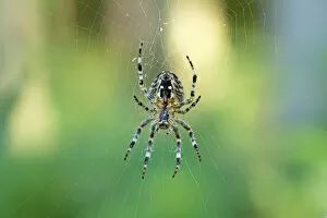 Spider Web Gallery: Araneus orb-weaving spider (Araneus) in its web