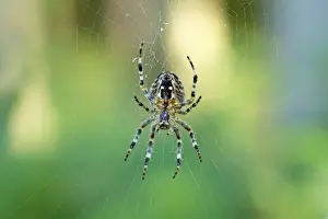 Silk Prints: Araneus orb-weaving spider (Araneus) in its web