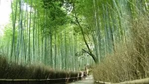 Images Dated 24th July 2011: Arashiyama bamboo forest