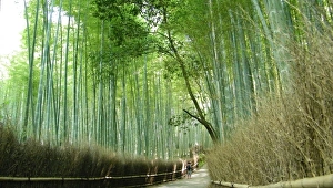 Bamboo Grove Gallery: Arashiyama bamboo forest