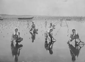 Arcachon Field