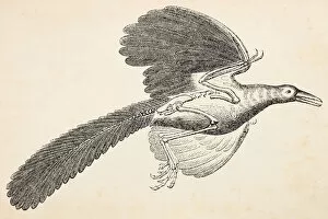 Archaeopteryx extinct bird engraving from 1872