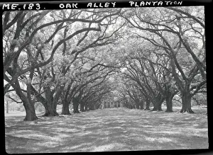 Louisiana Prints: Arched Path of Trees on Plantation Site
