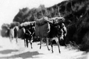 Chile Collection: archival, black & white, blur, blurred, blurry, c, carrying, chile, donkeys, historical