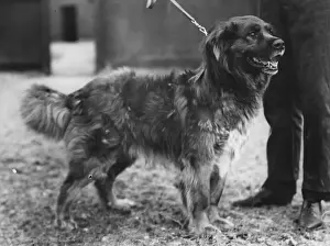 Arctic dog, Called Colonel, chosen to take part in Sir Ernest Shackletons expedition