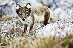 Images Dated 6th August 2007: Arctic fox