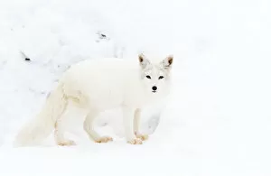 Images Dated 1st February 2014: Arctic Fox