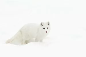 Images Dated 15th February 2014: Arctic Fox