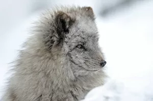 Images Dated 13th February 2010: Arctic fox -Alopex lagopus-