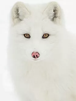 Images Dated 1st February 2014: Arctic Fox close-up