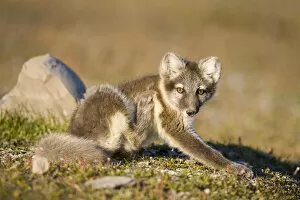 Images Dated 1st August 2008: Arctic Fox, Svalbard, Norway