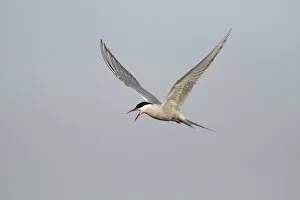 Images Dated 22nd May 2011: Arctic Tern -Sterna paradisaea-, adult bird in flight, calling