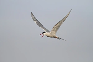 Images Dated 22nd May 2011: Arctic Tern -Sterna paradisaea-, adult bird in flight, calling