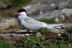 Images Dated 21st May 2011: Arctic Tern -Sterna paradisaea-, mature bird sitting on a stone in the breeding colony