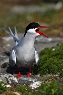 Images Dated 21st May 2011: Arctic Tern -Sterna paradisaea-, perched on a rock calling, Eider Barrage