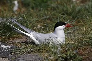 Arctic Tern -Sterna paradisaea-, adult bird on nest, Eidersperrwerk, North Frisia, Germany, Europe