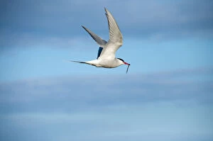 Images Dated 18th July 2011: Arctic Tern -Sterna paradisaea- in flight, Snaefellsnes, Iceland