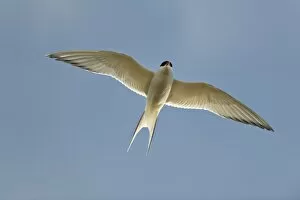 Images Dated 10th July 2011: Arctic Tern -Sterna paradisaea-, in flight, Kopasker, Iceland, Europe