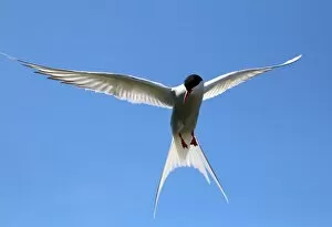 Images Dated 1st July 2014: Arctic tern (Sterna paradisaea) in flight