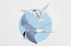 Images Dated 3rd January 2007: Arctic terns in flight