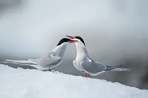 Arctic Tern Prints: Arctic Terns, Skaftafell National Park, Iceland