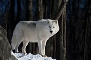 Images Dated 27th December 2010: Arctic Wolf