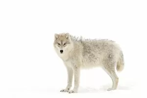 Images Dated 1st February 2014: Arctic Wolf