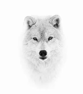 Images Dated 27th November 2015: Arctic Wolf