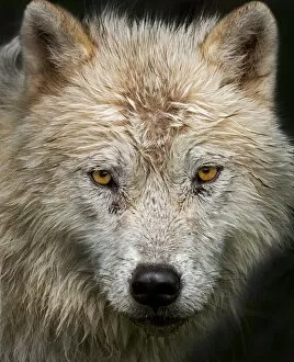 Images Dated 3rd June 2012: Arctic Wolf