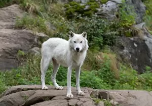 Images Dated 27th July 2014: Arctic Wolf