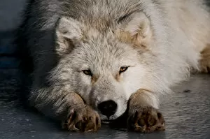 Images Dated 12th December 2011: Arctic Wolf