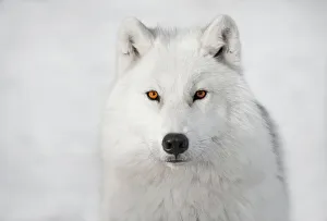 Images Dated 14th January 2011: Arctic Wolf