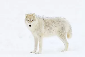 Images Dated 1st February 2014: Arctic wolf frizzies