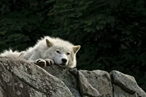 Images Dated 13th June 2010: Arctic Wolf Lying On Rock