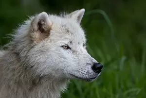 Images Dated 3rd June 2012: Arctic Wolf profile