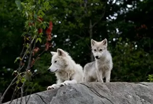 Images Dated 27th July 2014: Arctic wolf and pup
