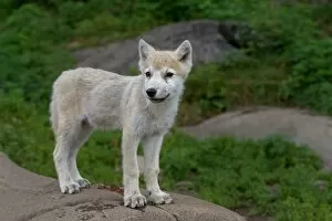 Images Dated 27th July 2014: Arctic wolf pup