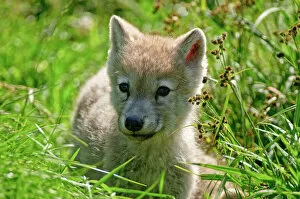Images Dated 3rd July 2010: Arctic wolf pup