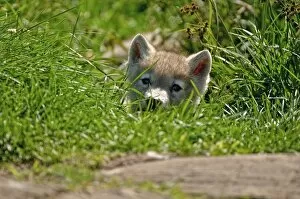 Images Dated 3rd July 2010: Arctic wolf pup in grass