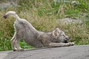 Images Dated 3rd July 2011: Arctic Wolf Pup Stretching