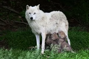 Images Dated 3rd June 2012: Arctic wolf pups feeding