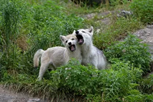 Images Dated 27th July 2014: Arctic wolf pups howling