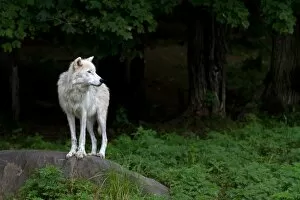 Images Dated 27th July 2014: Arctic Wolf - The Watcher
