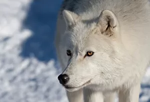 Images Dated 27th December 2010: Arctic wolf in winter